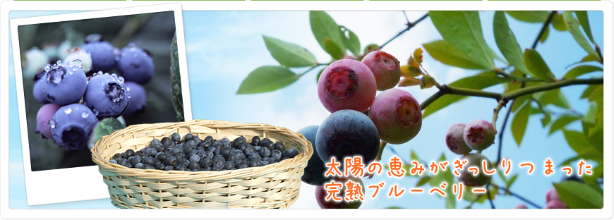 HOME ブルーベリー ブルーベリー販売 ブルーベリー狩り