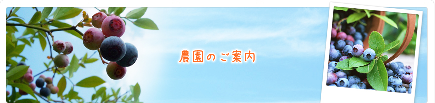 さくら育ちのブルーベリー