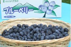 ブルーベリーファームさくら